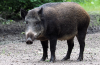 Wildschwein