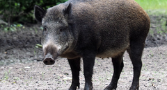 Wildschwein