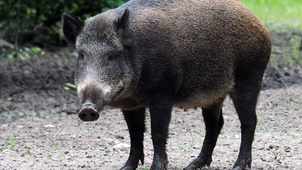 Wildschwein